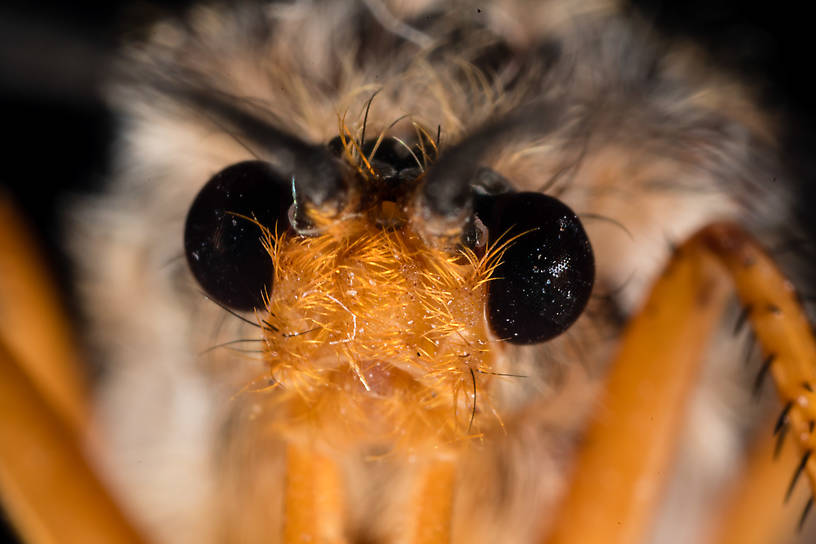 Female Dicosmoecus gilvipes (October Caddis) Caddisfly Adult from the South Fork Snoqualmie River in Washington