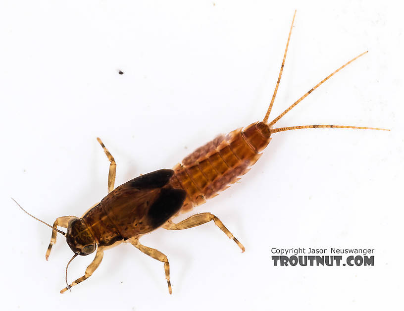 Ephemerella excrucians (Pale Morning Dun) Mayfly Nymph from the South Fork Snoqualmie River in Washington