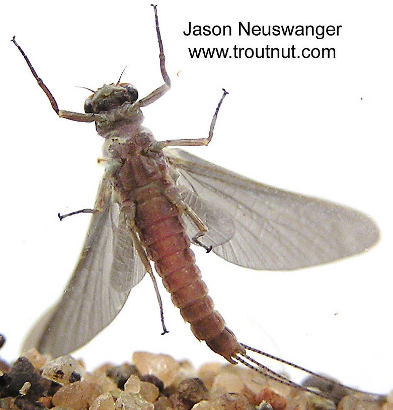 Male Ephemerella subvaria (Hendrickson) Mayfly Dun from the Namekagon River in Wisconsin