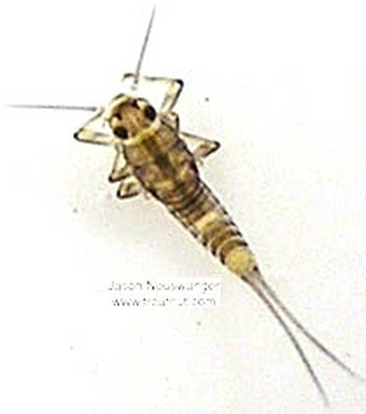 Baetidae (Blue-Winged Olives) Mayfly Nymph from unknown in Wisconsin