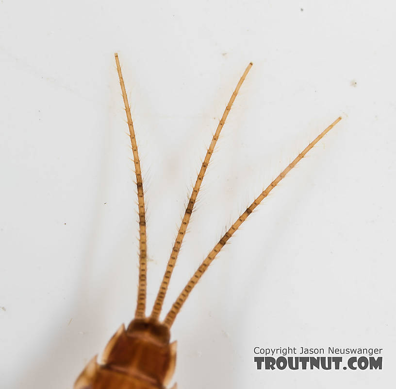 Ephemerella excrucians (Pale Morning Dun) Mayfly Nymph from the South Fork Snoqualmie River in Washington