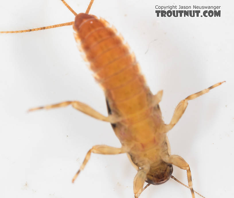 Ephemerella excrucians (Pale Morning Dun) Mayfly Nymph from the South Fork Snoqualmie River in Washington