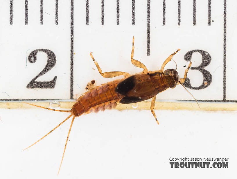 Ephemerella excrucians (Pale Morning Dun) Mayfly Nymph from the South Fork Snoqualmie River in Washington