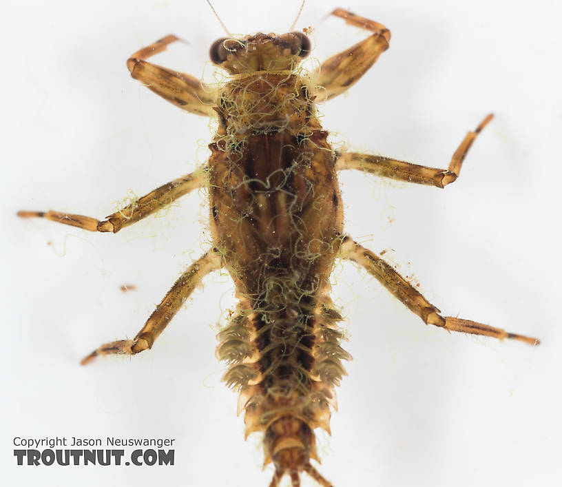 Drunella grandis (Western Green Drake) Mayfly Nymph from the South Fork Snoqualmie River in Washington