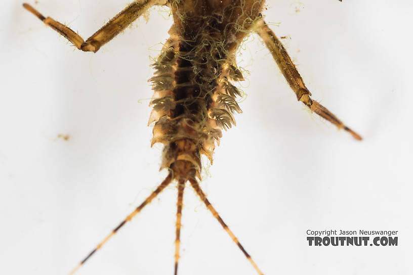 Drunella grandis (Western Green Drake) Mayfly Nymph from the South Fork Snoqualmie River in Washington