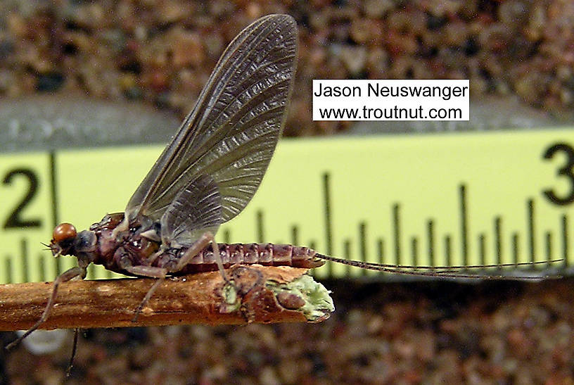 Male Ephemerella subvaria (Hendrickson) Mayfly Dun from the Namekagon River in Wisconsin