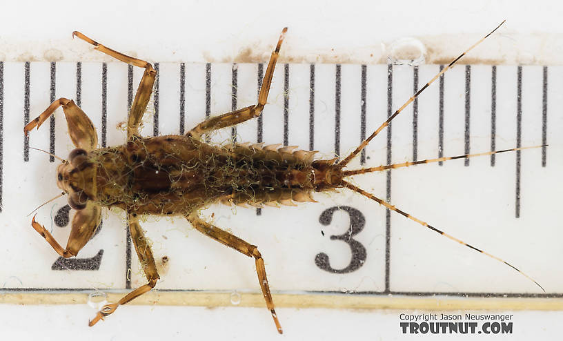 Drunella grandis (Western Green Drake) Mayfly Nymph from the South Fork Snoqualmie River in Washington