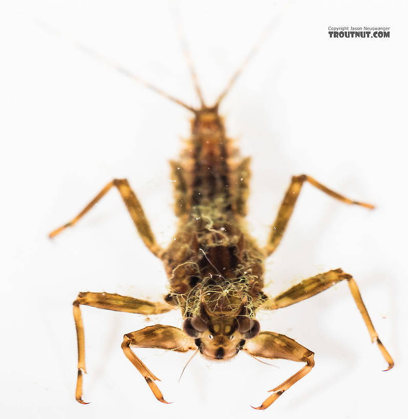 Drunella grandis (Western Green Drake) Mayfly Nymph from the South Fork Snoqualmie River in Washington