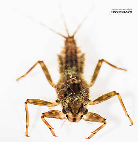 Drunella grandis (Western Green Drake) Mayfly Nymph