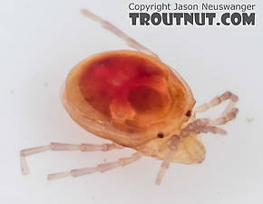 Acari (Mites) Arthropod Adult