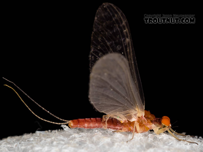 Male Ephemerellidae (Hendricksons, Sulphurs, PMDs, BWOs) Mayfly Dun from the South Fork Snoqualmie River in Washington