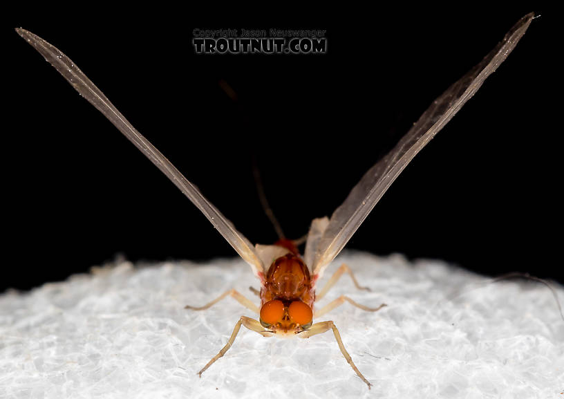 Male Ephemerellidae (Hendricksons, Sulphurs, PMDs, BWOs) Mayfly Dun from the South Fork Snoqualmie River in Washington