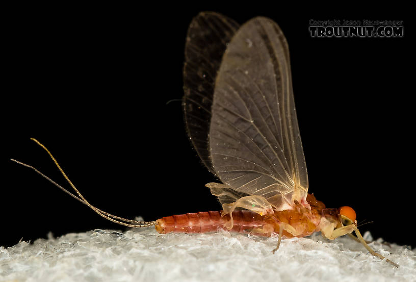 Male Ephemerellidae (Hendricksons, Sulphurs, PMDs, BWOs) Mayfly Dun from the South Fork Snoqualmie River in Washington