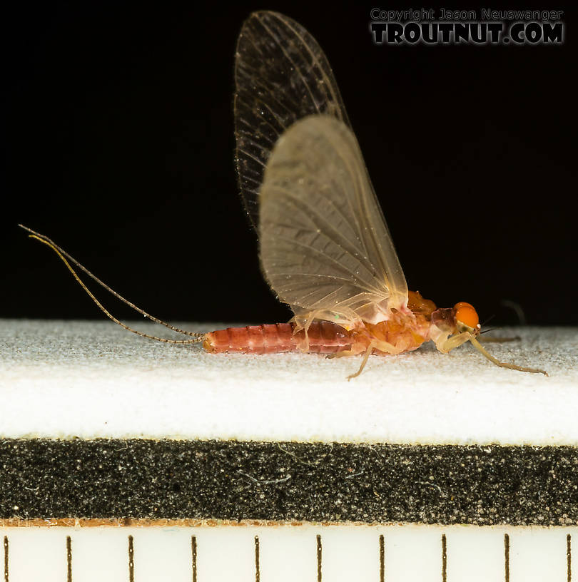 Male Ephemerellidae (Hendricksons, Sulphurs, PMDs, BWOs) Mayfly Dun from the South Fork Snoqualmie River in Washington