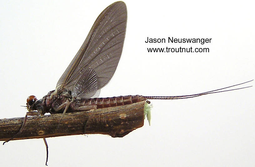 Male Ephemerella subvaria (Hendrickson) Mayfly Dun from the Namekagon River in Wisconsin