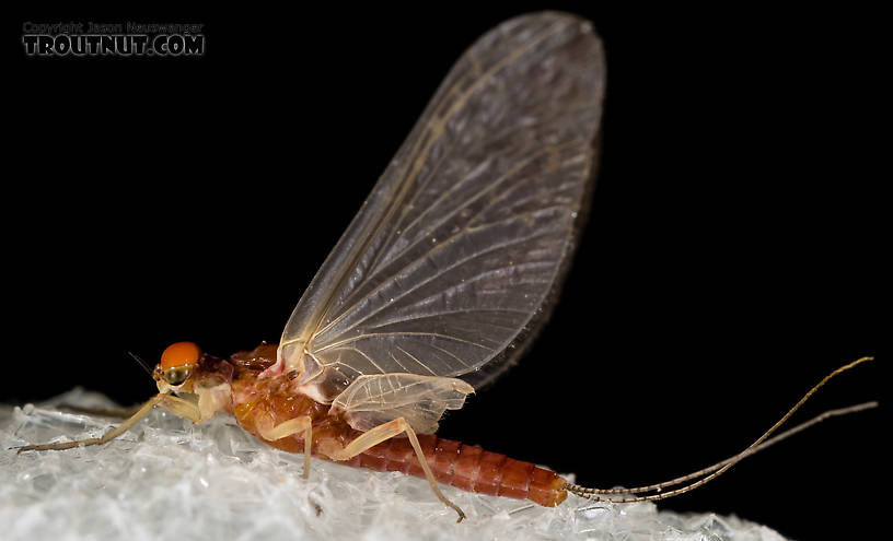 Male Ephemerellidae (Hendricksons, Sulphurs, PMDs, BWOs) Mayfly Dun from the South Fork Snoqualmie River in Washington