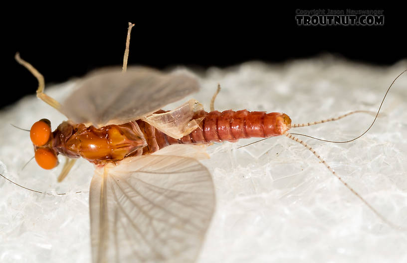 Male Ephemerellidae (Hendricksons, Sulphurs, PMDs, BWOs) Mayfly Dun from the South Fork Snoqualmie River in Washington