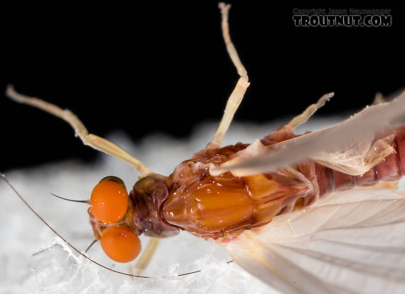 Male Ephemerellidae (Hendricksons, Sulphurs, PMDs, BWOs) Mayfly Dun from the South Fork Snoqualmie River in Washington