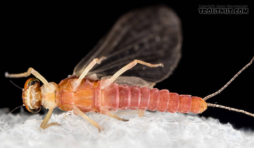 Male Ephemerellidae (Hendricksons, Sulphurs, PMDs, BWOs) Mayfly Dun from the South Fork Snoqualmie River in Washington