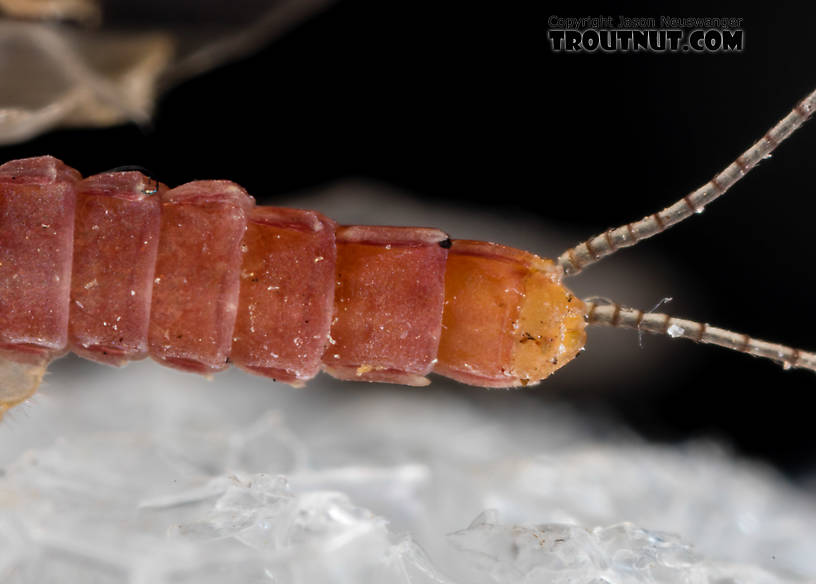 Male Ephemerellidae (Hendricksons, Sulphurs, PMDs, BWOs) Mayfly Dun from the South Fork Snoqualmie River in Washington