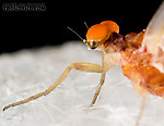 Male Ephemerellidae (Hendricksons, Sulphurs, PMDs, BWOs) Mayfly Dun