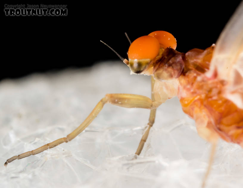 Male Ephemerellidae (Hendricksons, Sulphurs, PMDs, BWOs) Mayfly Dun from the South Fork Snoqualmie River in Washington