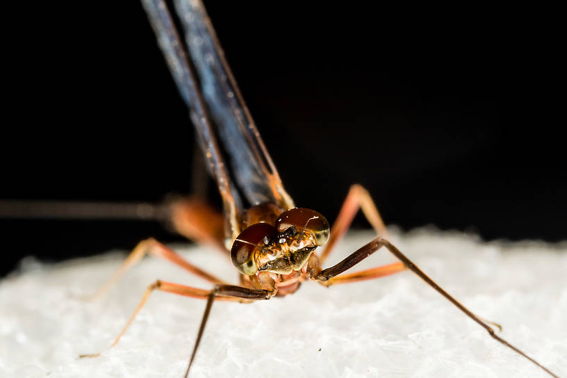 Male Rhithrogena virilis Mayfly Spinner from the South Fork Snoqualmie River in Washington