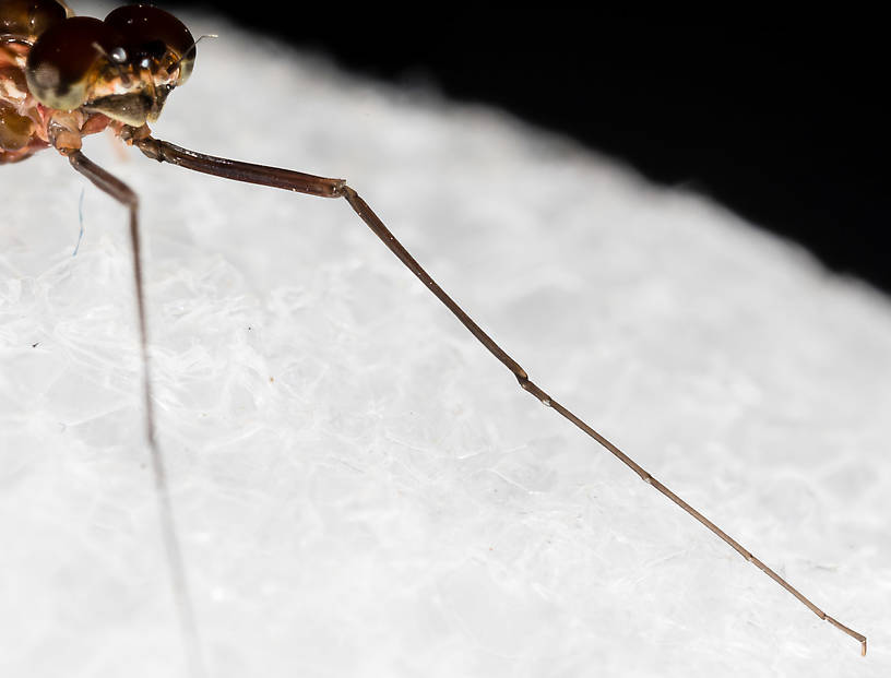 Male Rhithrogena virilis Mayfly Spinner from the South Fork Snoqualmie River in Washington