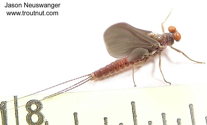 Male Ephemerella subvaria (Hendrickson) Mayfly Dun from the Namekagon River in Wisconsin