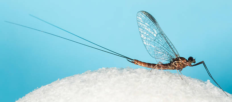 Male Rhithrogena virilis Mayfly Spinner from the South Fork Snoqualmie River in Washington