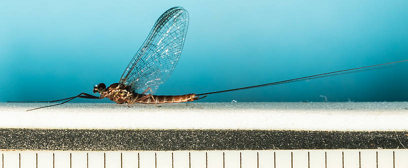 Male Rhithrogena virilis Mayfly Spinner from the South Fork Snoqualmie River in Washington