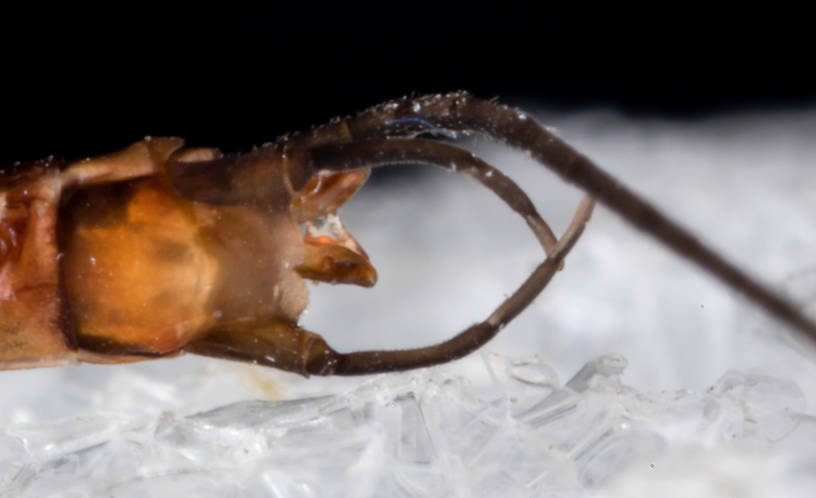 Male Rhithrogena virilis Mayfly Spinner from the South Fork Snoqualmie River in Washington