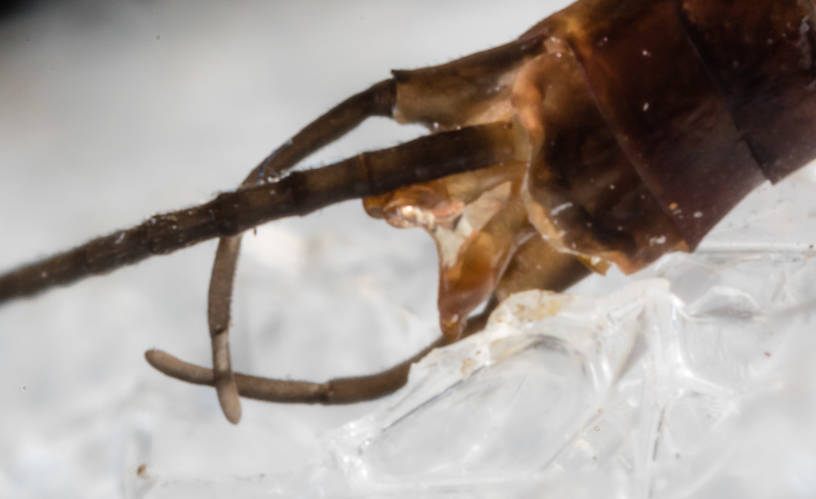 Male Rhithrogena virilis Mayfly Spinner from the South Fork Snoqualmie River in Washington