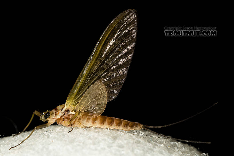 Female Rhithrogena virilis Mayfly Dun from the South Fork Snoqualmie River in Washington