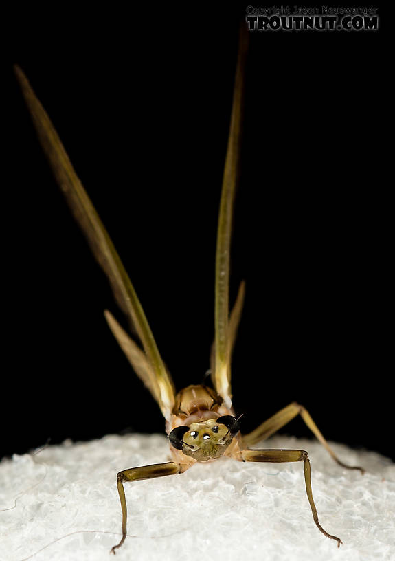 Female Rhithrogena virilis Mayfly Dun from the South Fork Snoqualmie River in Washington