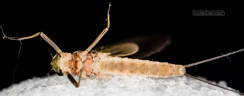 Female Rhithrogena virilis Mayfly Dun from the South Fork Snoqualmie River in Washington