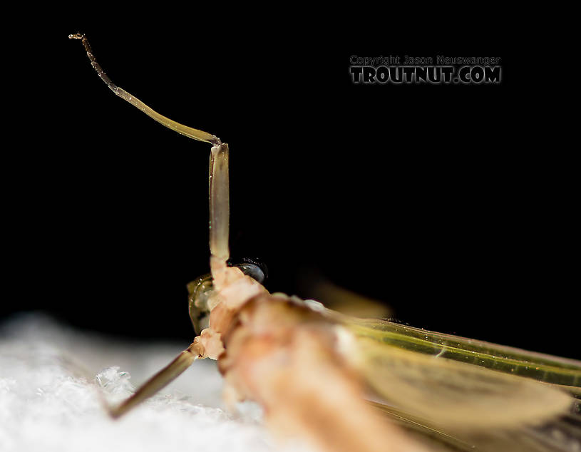 Female Rhithrogena virilis Mayfly Dun from the South Fork Snoqualmie River in Washington