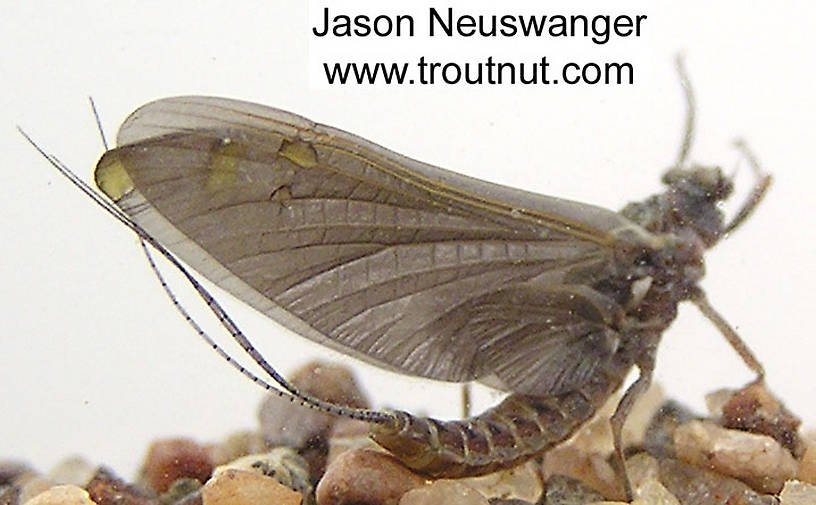 Female Ephemerella subvaria (Hendrickson) Mayfly Dun from the Namekagon River in Wisconsin