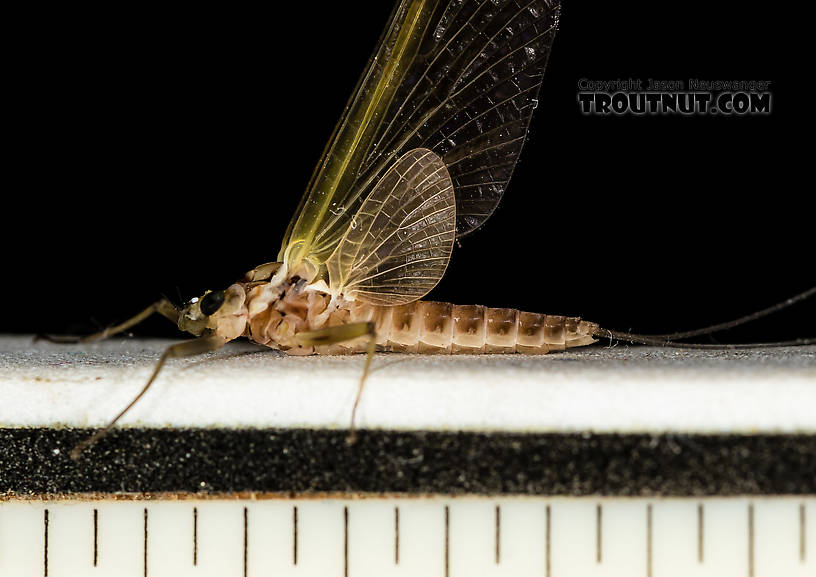 Female Rhithrogena virilis Mayfly Dun from the South Fork Snoqualmie River in Washington