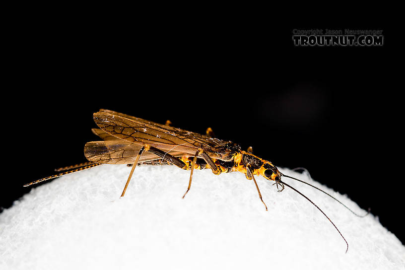 Female Pictetiella expansa Stonefly Adult from the South Fork Snoqualmie River in Washington