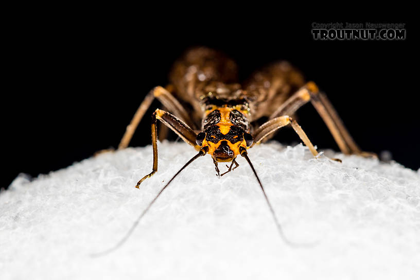 Female Pictetiella expansa Stonefly Adult from the South Fork Snoqualmie River in Washington