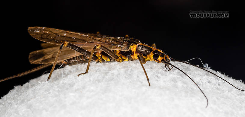 Female Pictetiella expansa Stonefly Adult from the South Fork Snoqualmie River in Washington