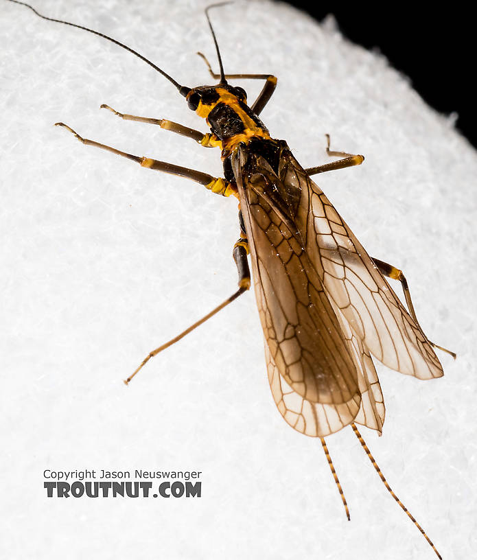 Female Pictetiella expansa Stonefly Adult from the South Fork Snoqualmie River in Washington