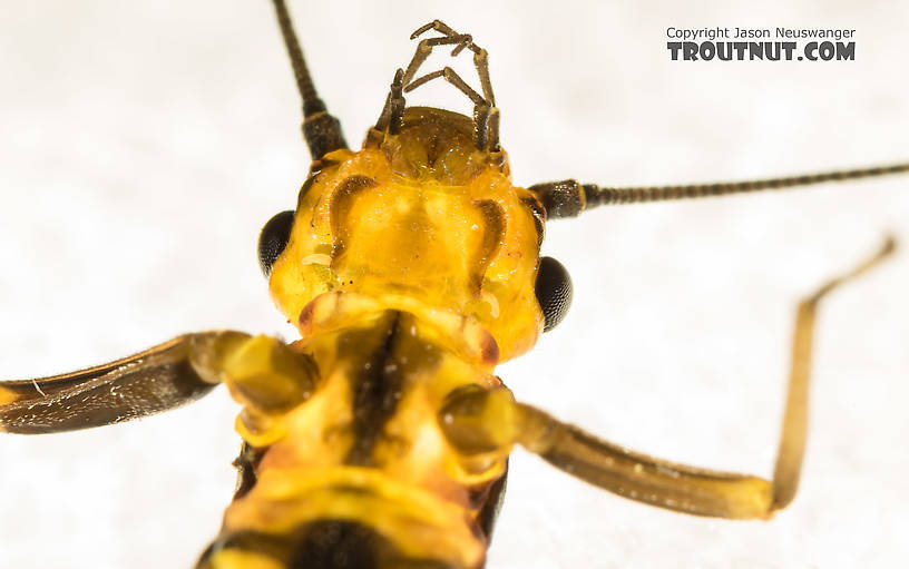 Female Pictetiella expansa Stonefly Adult from the South Fork Snoqualmie River in Washington