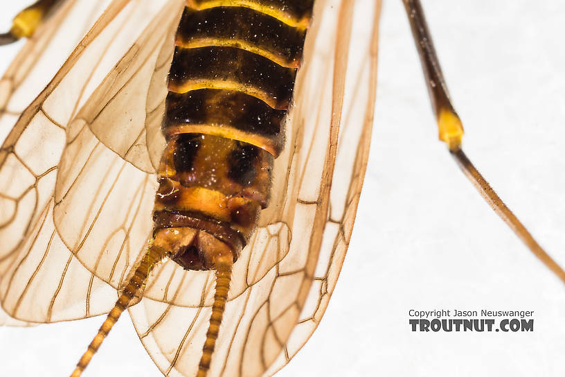 Female Pictetiella expansa Stonefly Adult from the South Fork Snoqualmie River in Washington