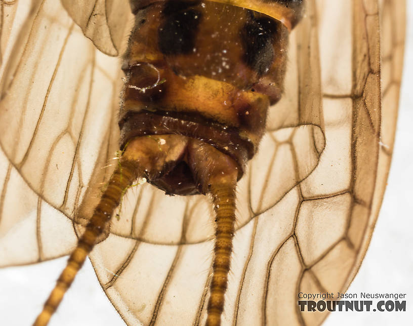 Female Pictetiella expansa Stonefly Adult from the South Fork Snoqualmie River in Washington