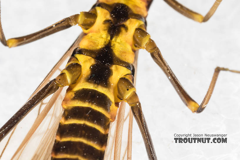 Female Pictetiella expansa Stonefly Adult from the South Fork Snoqualmie River in Washington