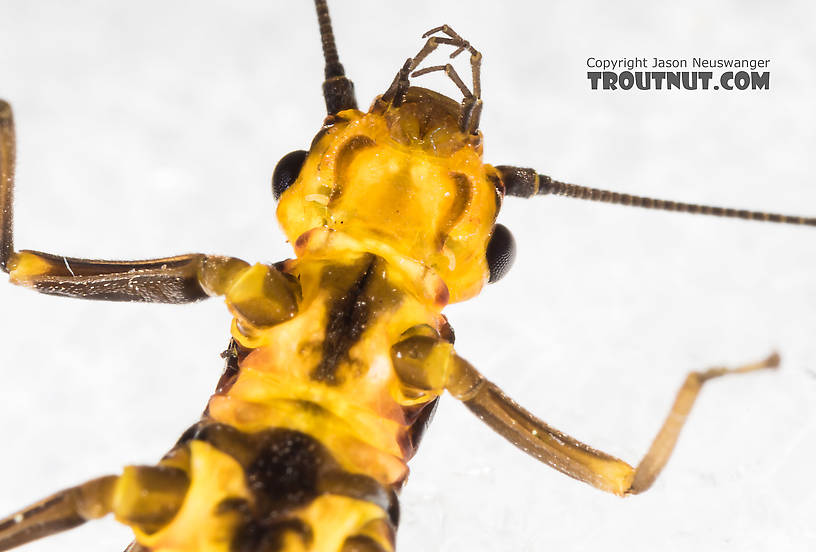 Female Pictetiella expansa Stonefly Adult from the South Fork Snoqualmie River in Washington