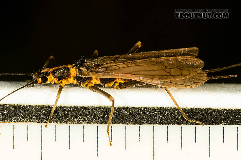 Female Pictetiella expansa Stonefly Adult from the South Fork Snoqualmie River in Washington