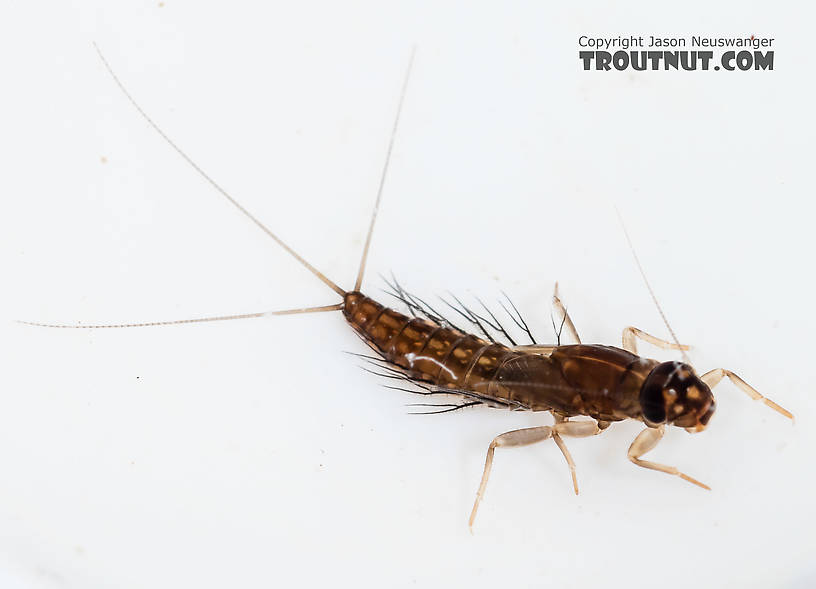 Neoleptophlebia Mayfly Nymph from the South Fork Snoqualmie River in Washington